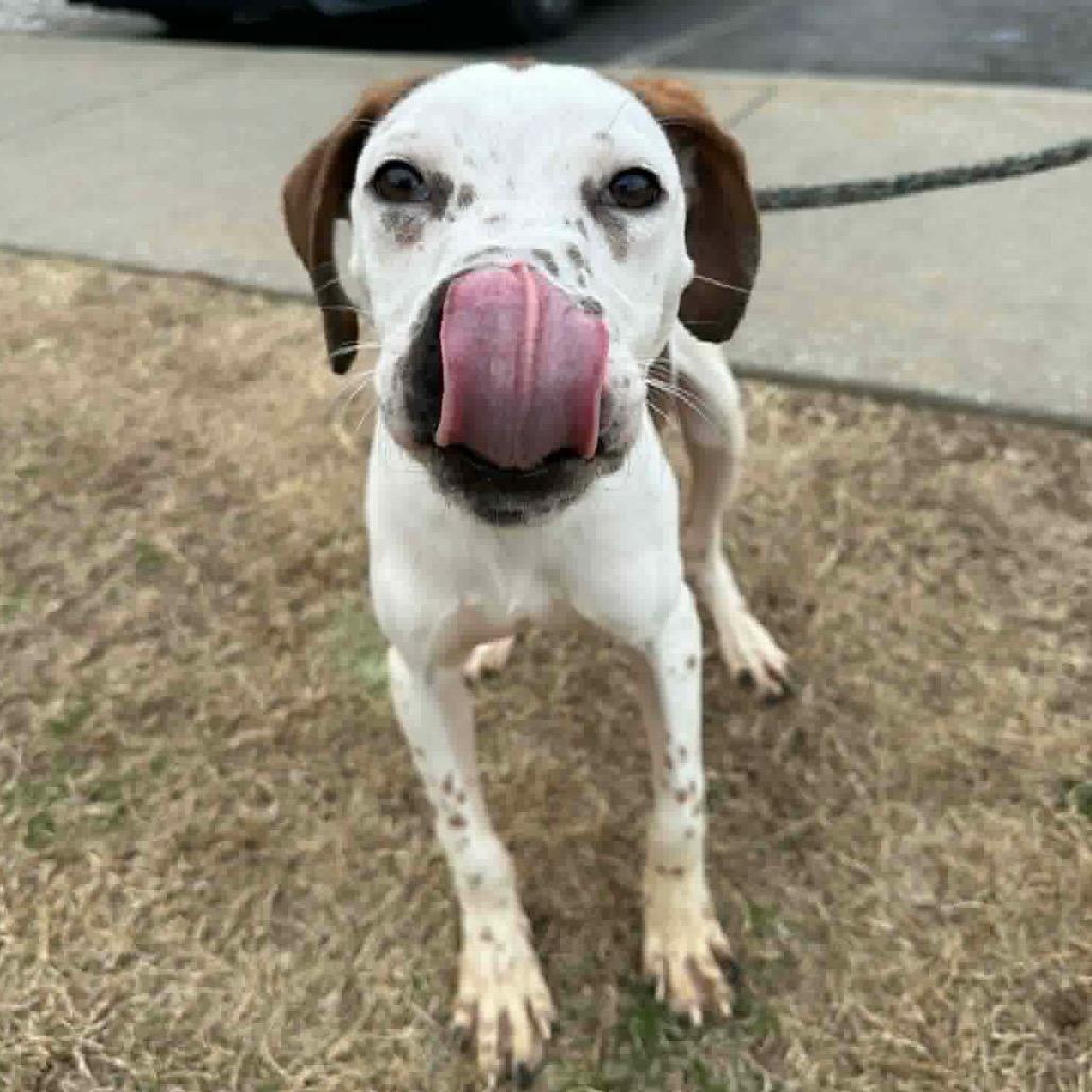 Enlarge Tanner, a Adoptable mixed breed in Nashville, TN image 2/3