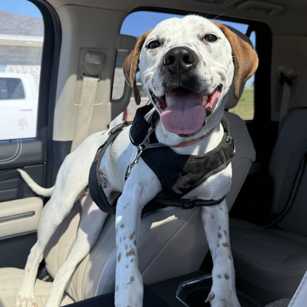 Enlarge Tanner, a Adoptable mixed breed in Nashville, TN image 3/3