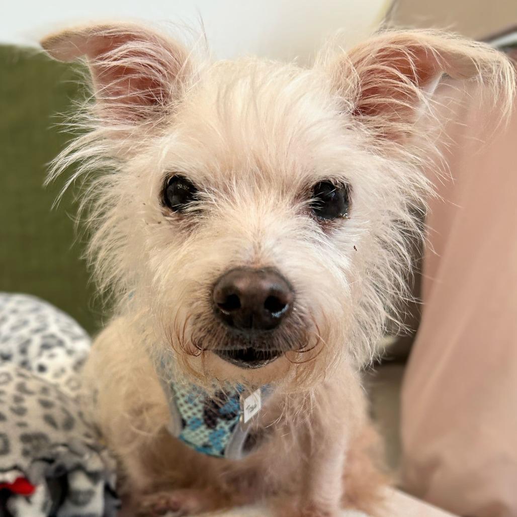 Toad  13841, Adoptable, Senior Male Terrier.