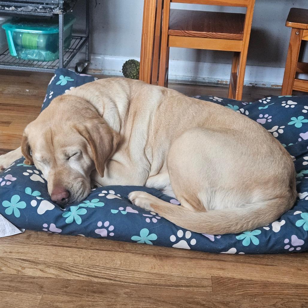 Snowball, Adoptable, Senior Female Yellow Labrador Retriever.