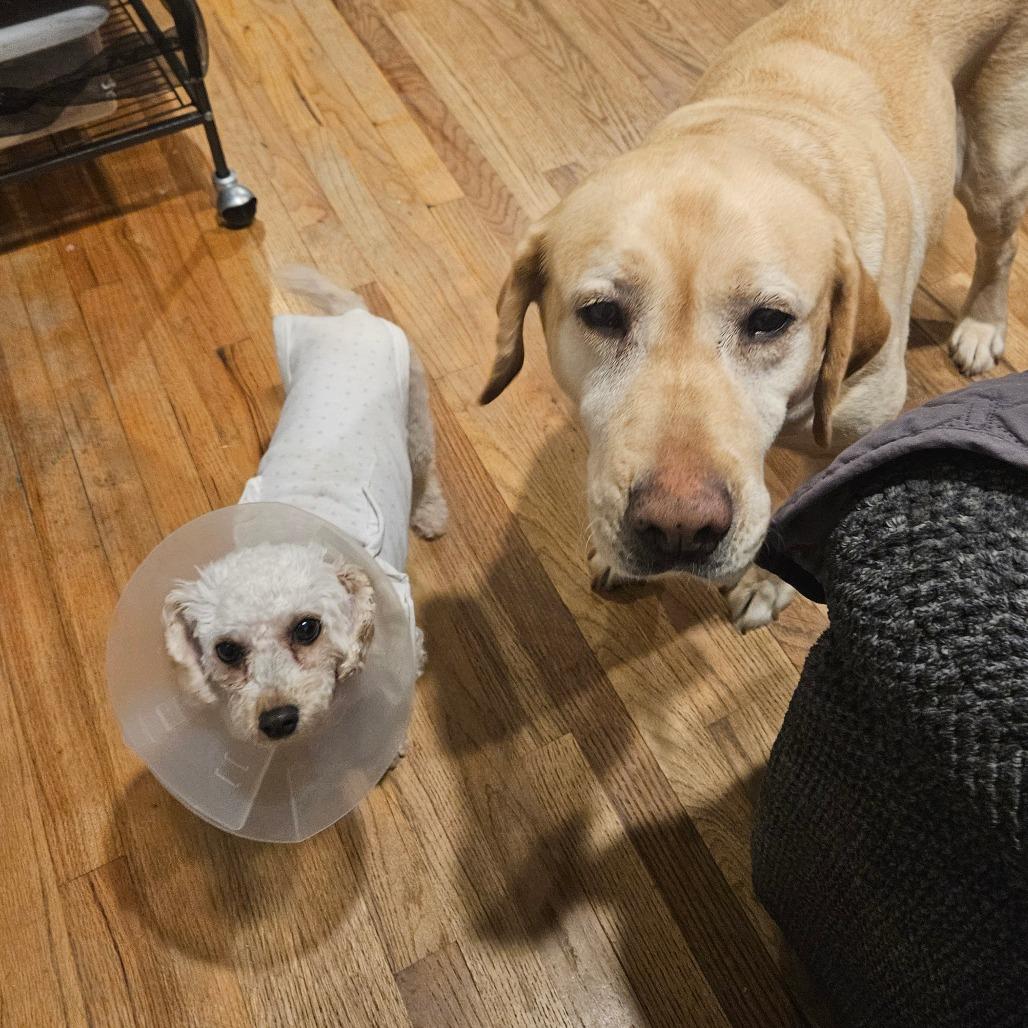 Enlarge Snowball, a Adoptable Yellow Labrador Retriever in Sinking Spring, PA image 2/4