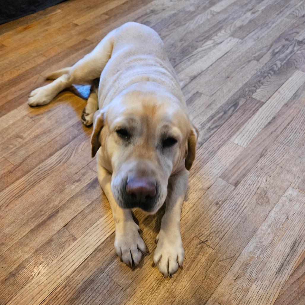 Snowball, a Adoptable Yellow Labrador Retriever in Sinking Spring, PA image 2/3