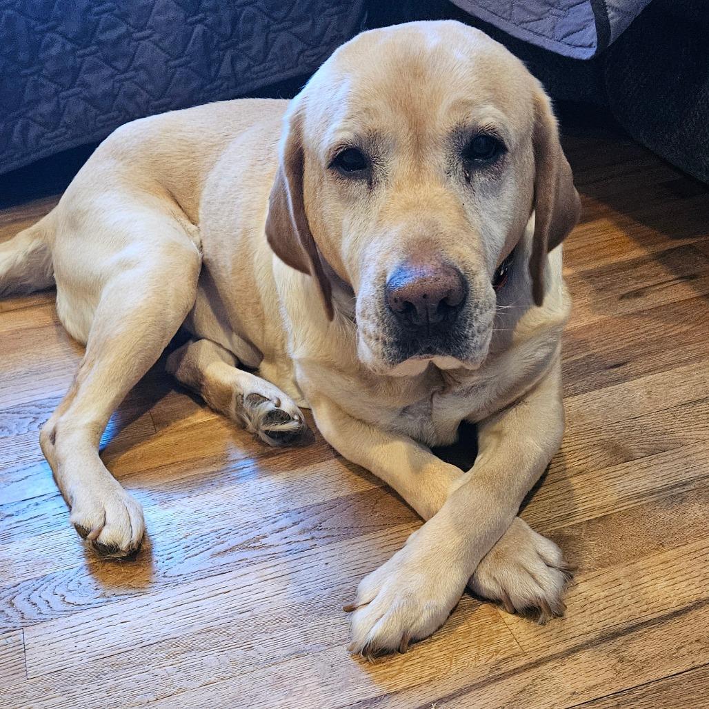 Enlarge Snowball, a Adoptable Yellow Labrador Retriever in Sinking Spring, PA image 3/4