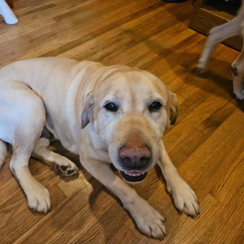 Snowball, a Adoptable Yellow Labrador Retriever in Sinking Spring, PA image 3/3
