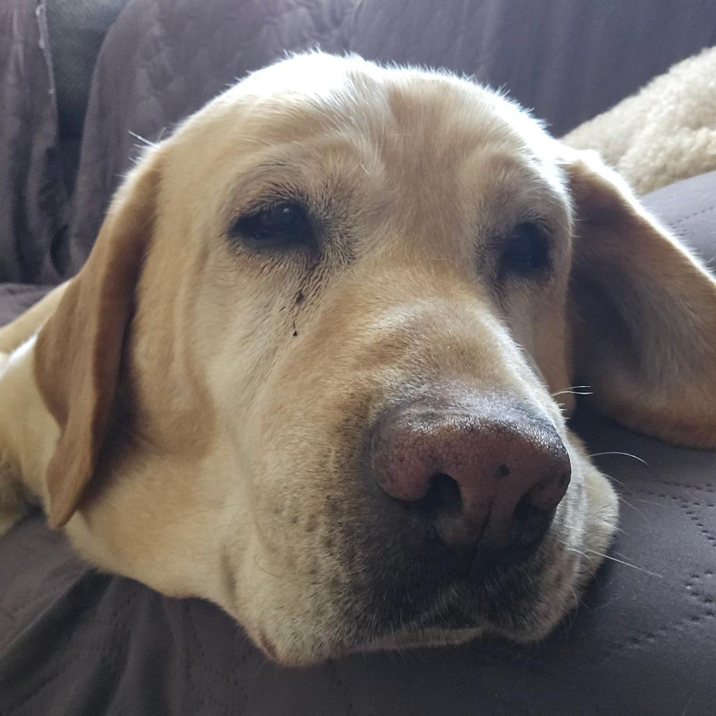 Enlarge Snowball, a Adoptable Yellow Labrador Retriever in Sinking Spring, PA image 4/4