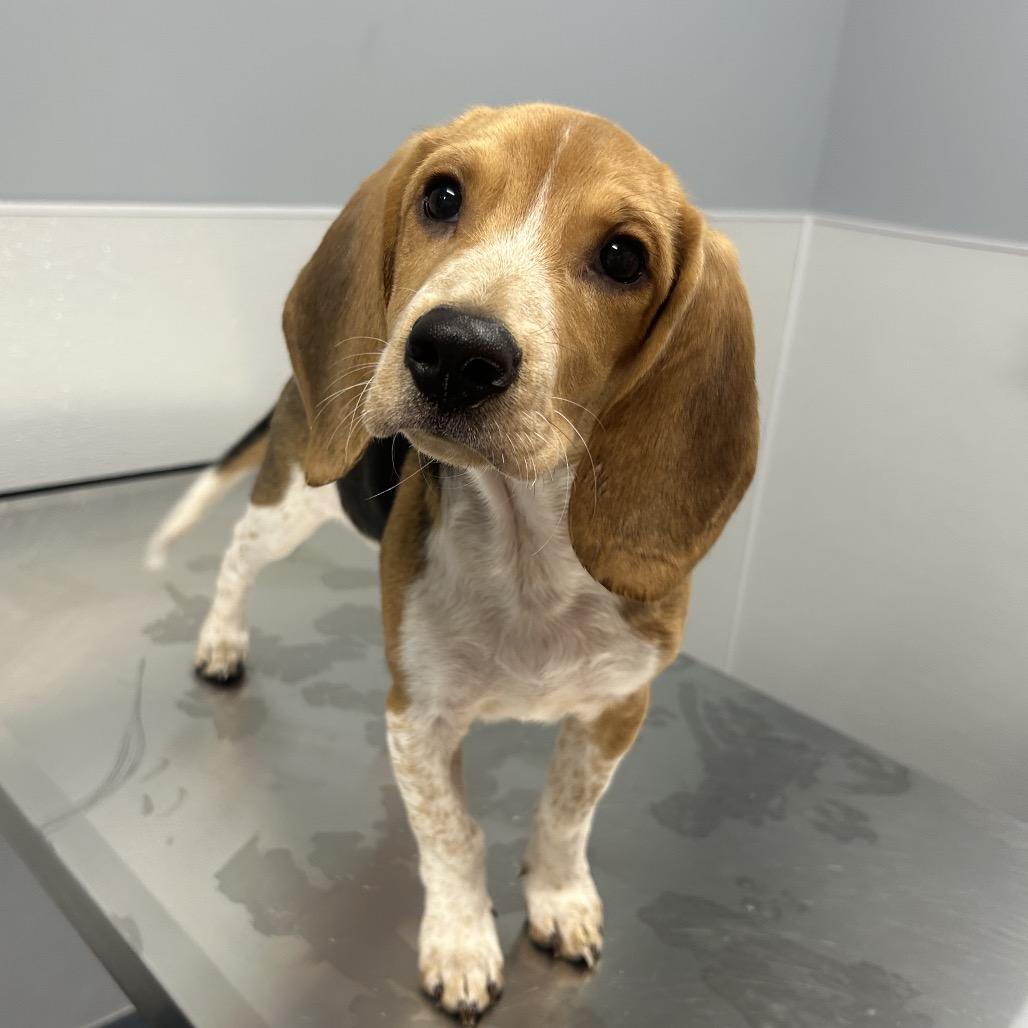 Ja Rule, Adoptable, Puppy Male Beagle.
