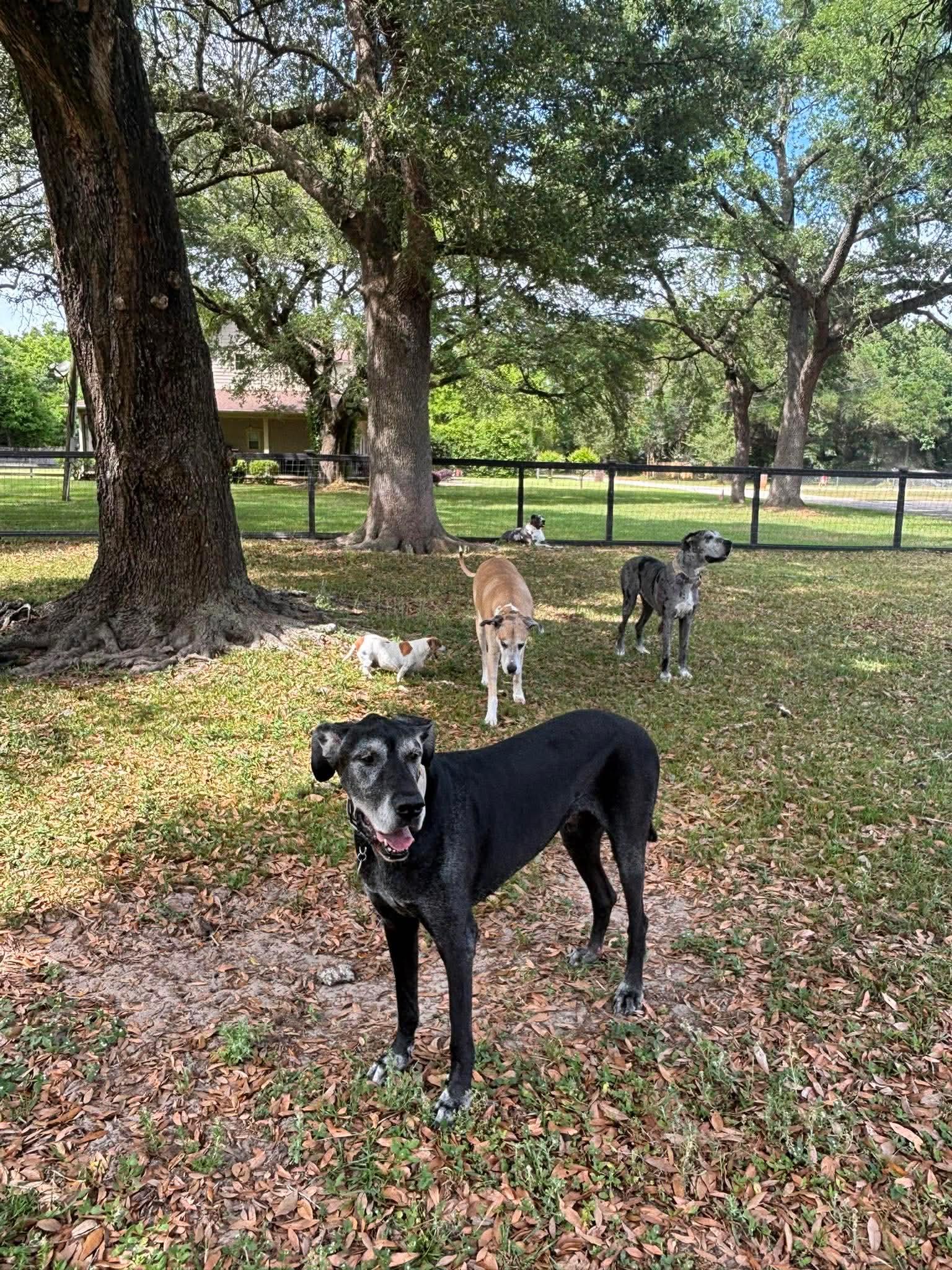 Enlarge Shaggy, a ADOPTABLE Great Dane in Pensacola, FL image 6/6