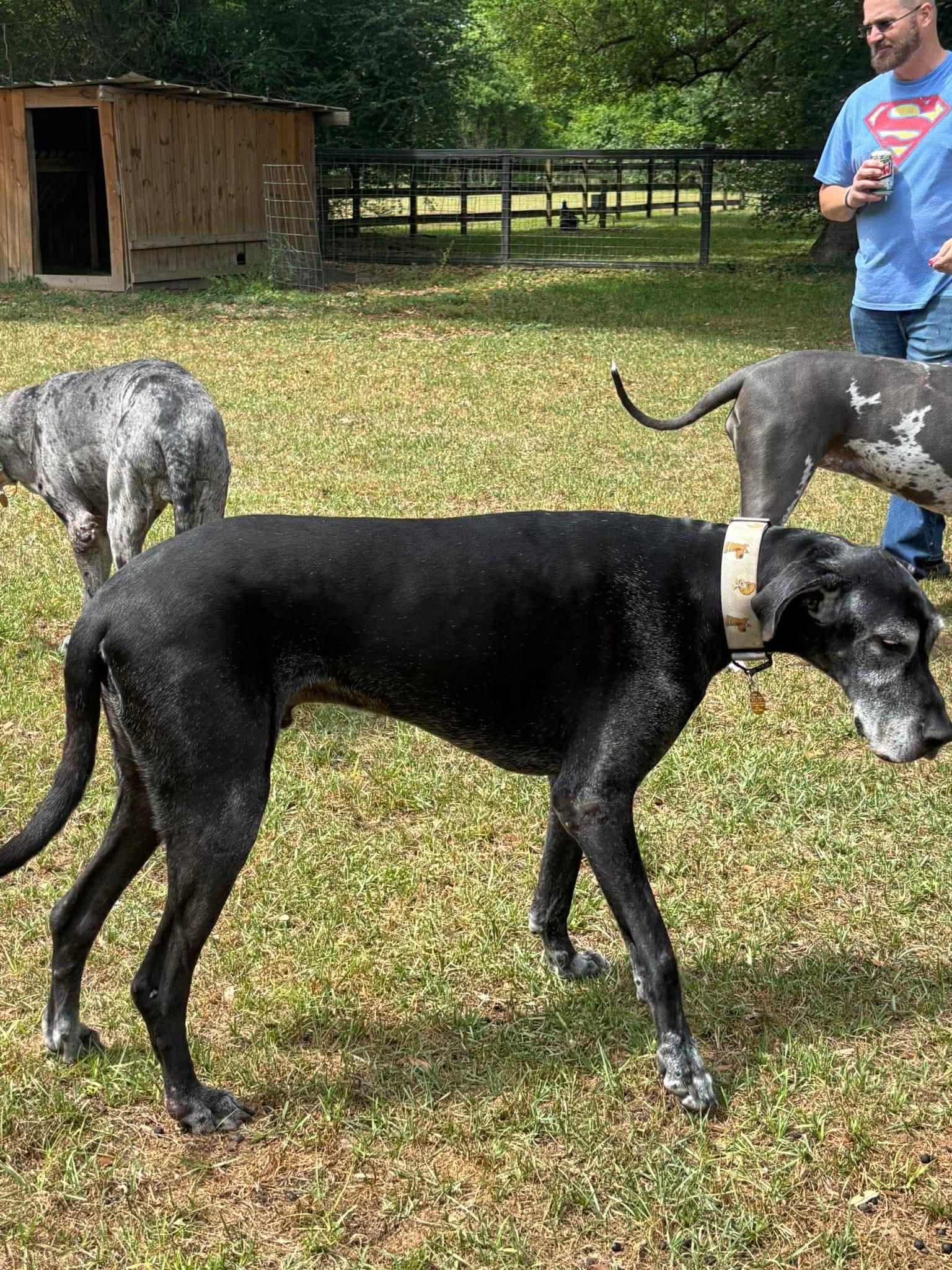 Enlarge Shaggy, a ADOPTABLE Great Dane in Pensacola, FL image 2/6