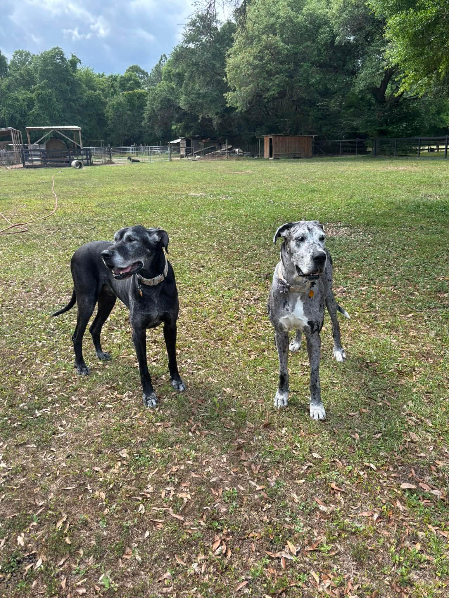 Enlarge Shaggy, a ADOPTABLE Great Dane in Pensacola, FL image 3/6