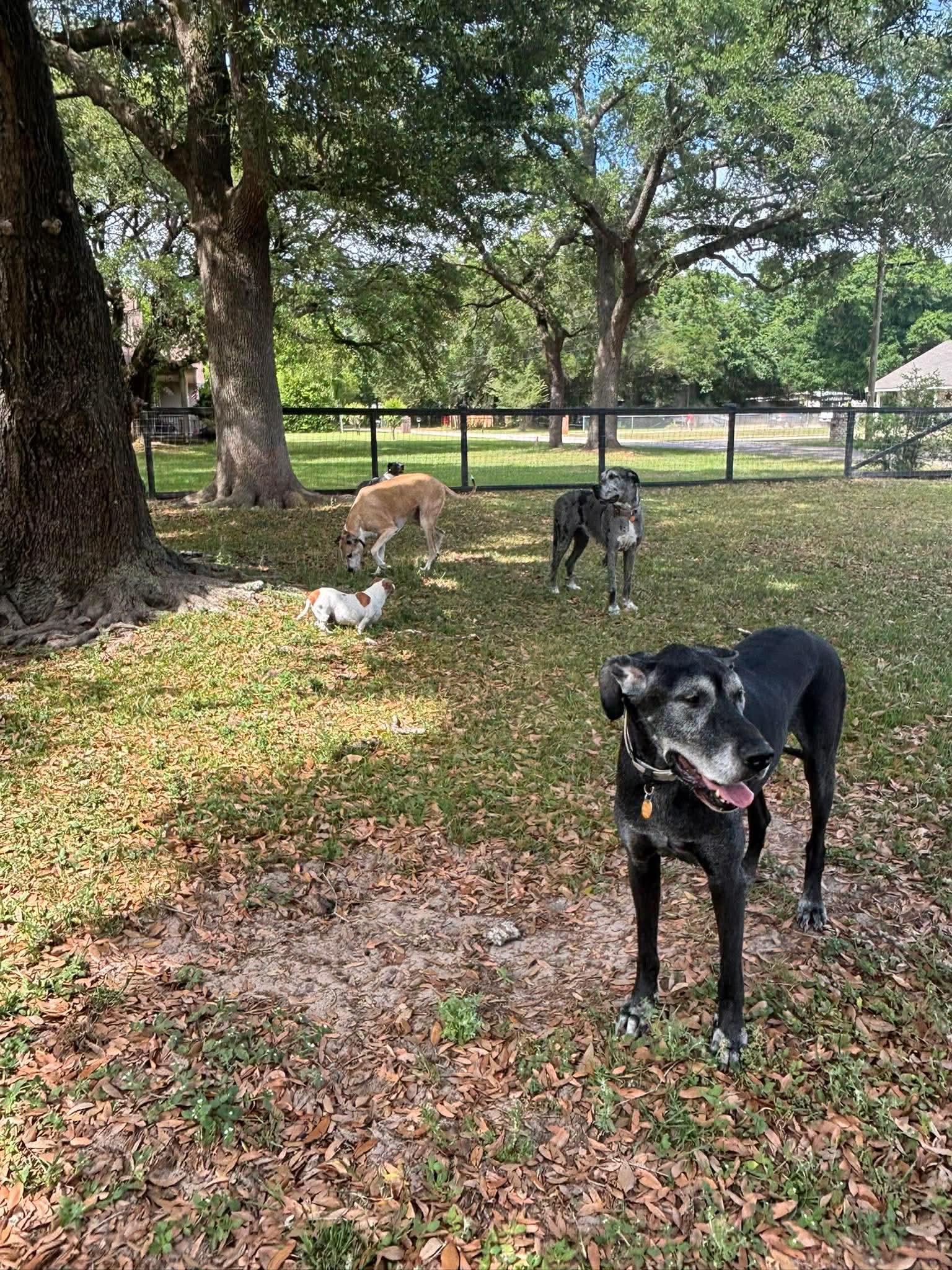Enlarge Shaggy, a ADOPTABLE Great Dane in Pensacola, FL image 4/6