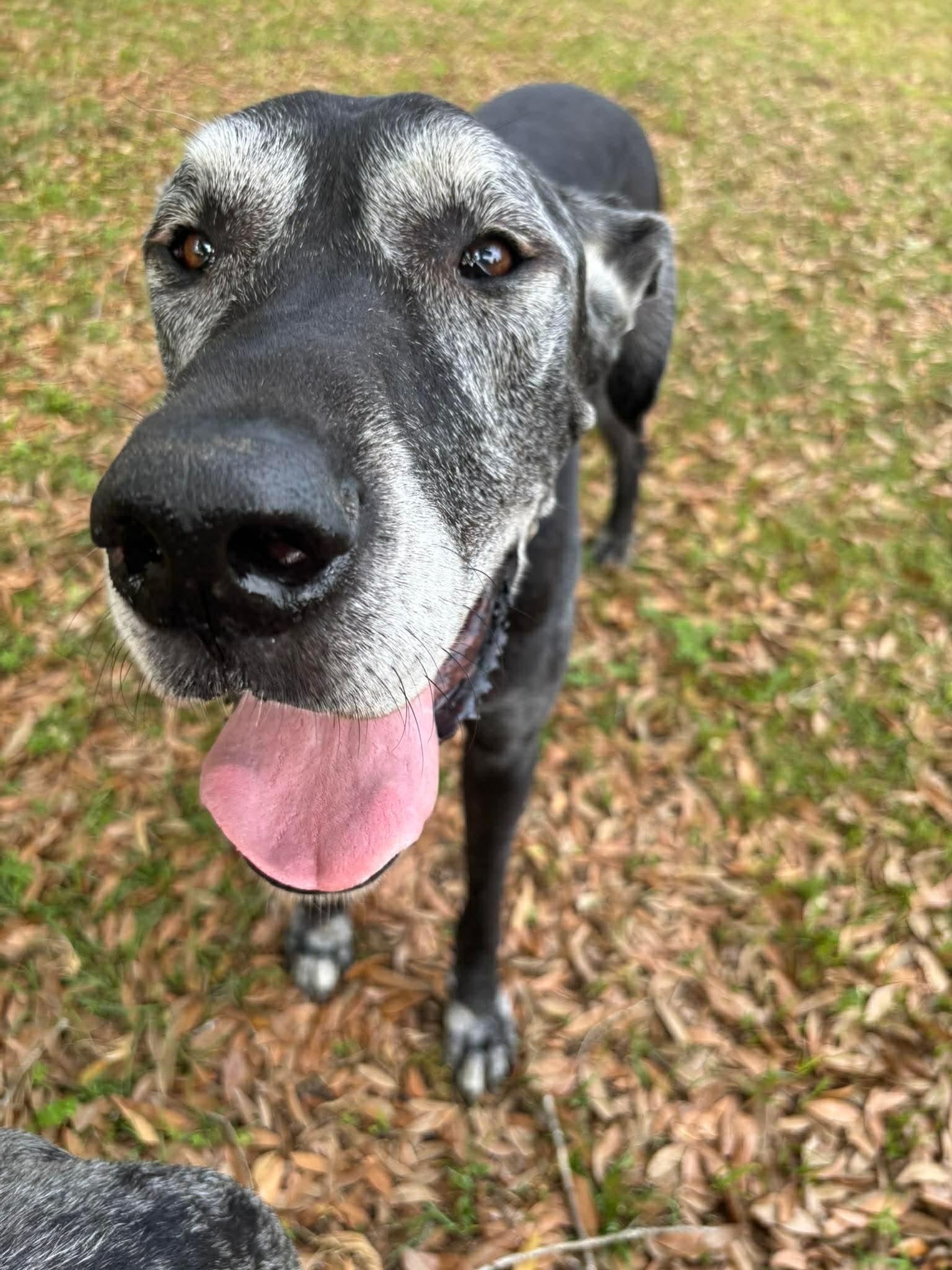 Enlarge Shaggy, a ADOPTABLE Great Dane in Pensacola, FL image 1/6