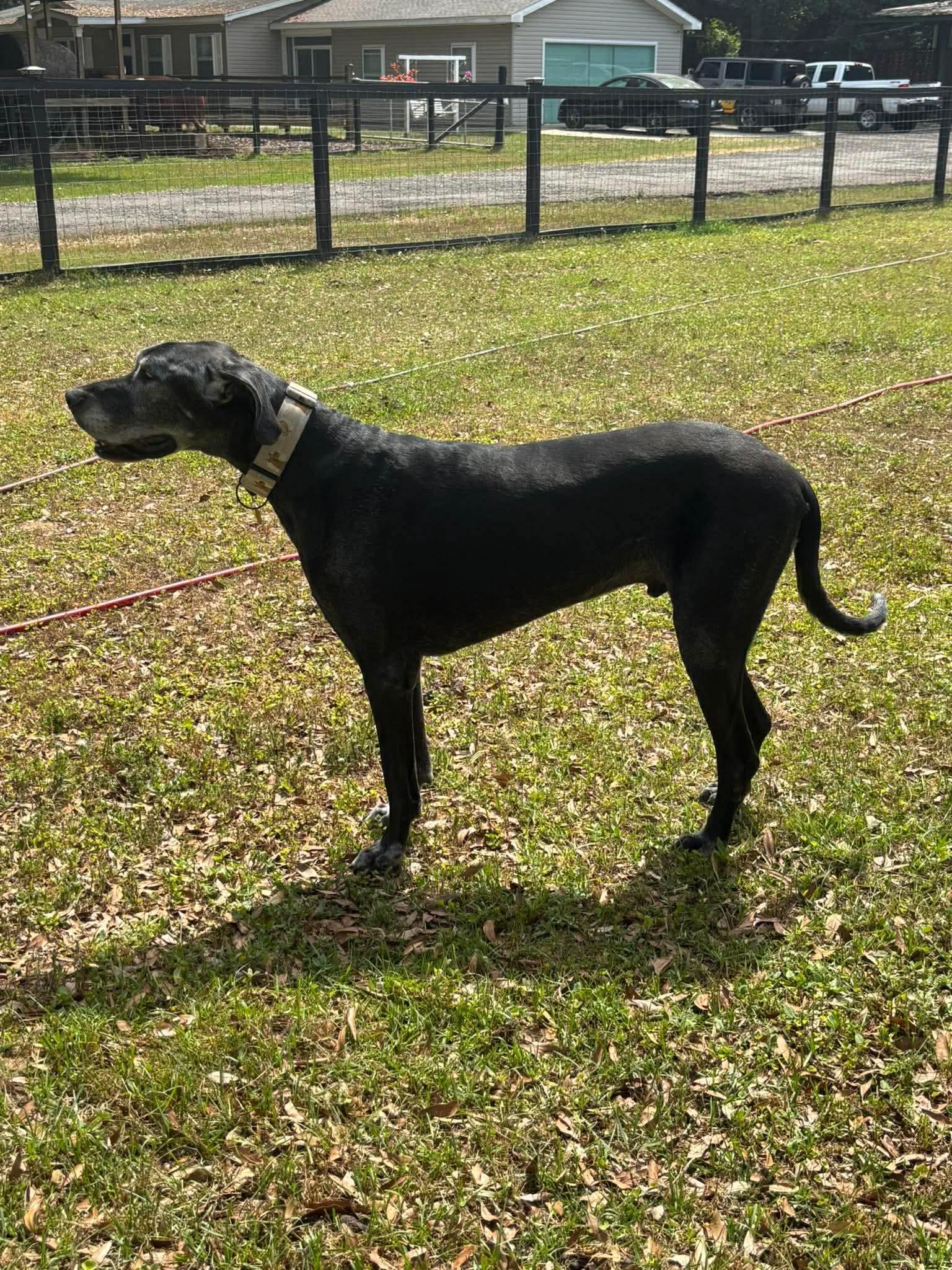 Enlarge Shaggy, a ADOPTABLE Great Dane in Pensacola, FL image 5/6