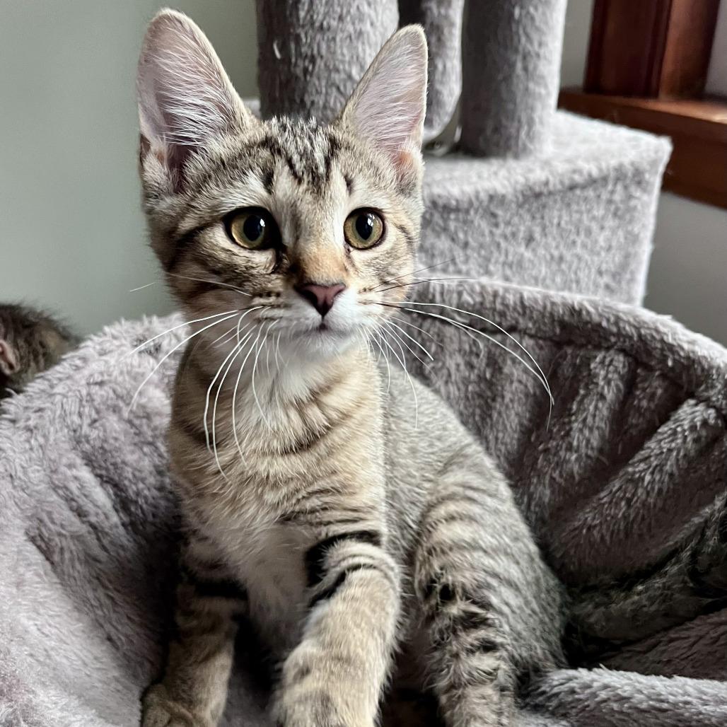 Steamroller, a Adoptable Domestic Short Hair in Evanston, IL image 1/6