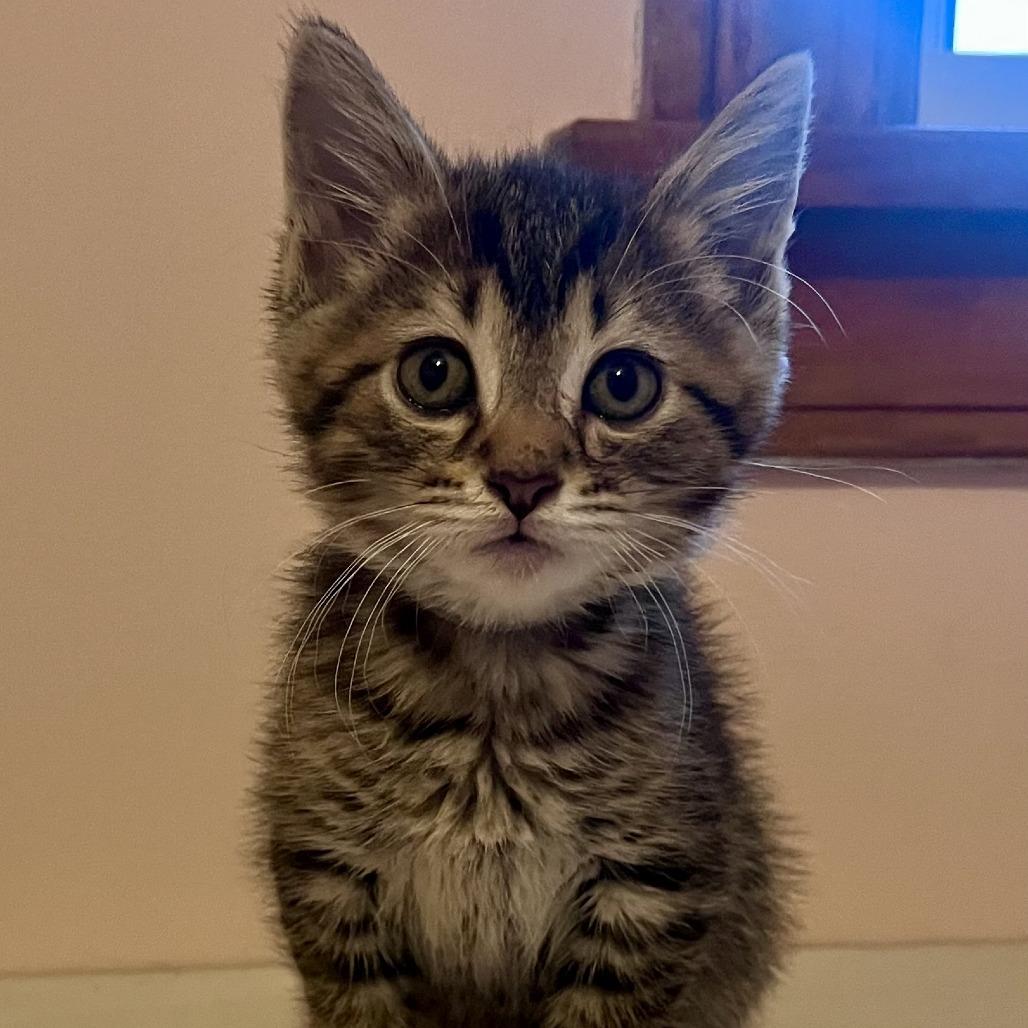 Enlarge Steamroller, a Adoptable Domestic Short Hair in Evanston, IL image 1/4