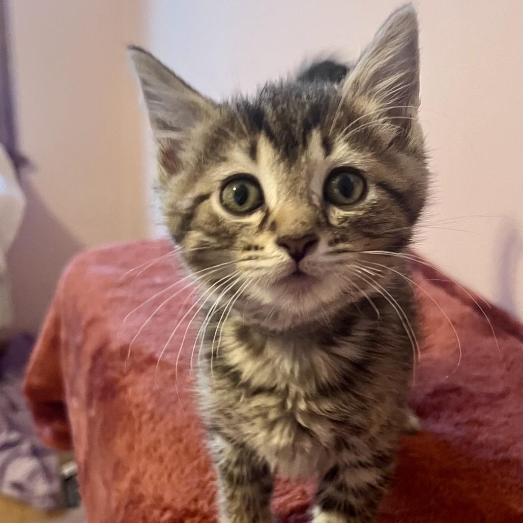 Enlarge Steamroller, a Adoptable Domestic Short Hair in Evanston, IL image 2/4