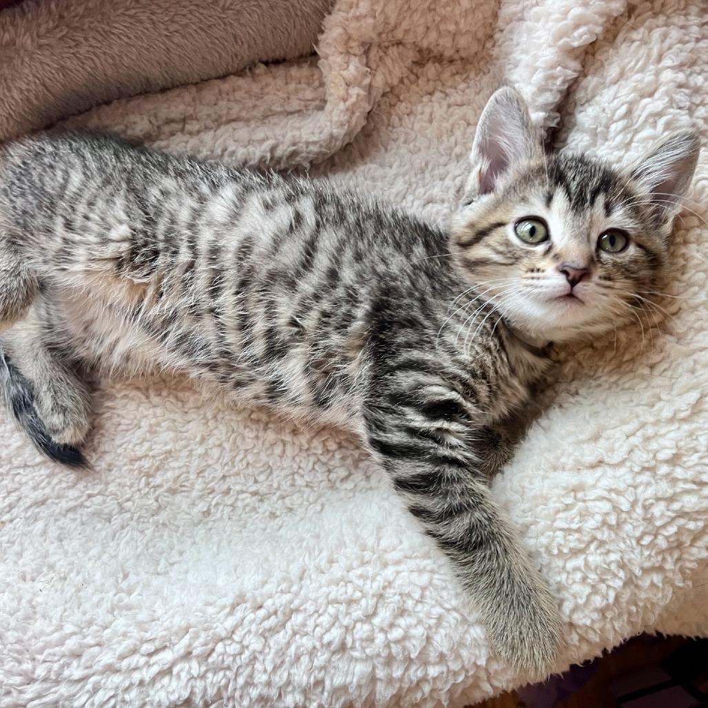 Steamroller, a Adoptable Domestic Short Hair in Evanston, IL image 4/6