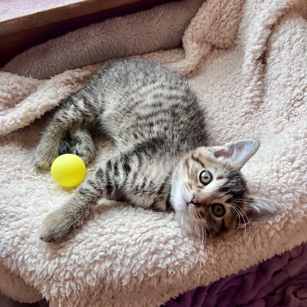 Steamroller, a Adoptable Domestic Short Hair in Evanston, IL image 5/6