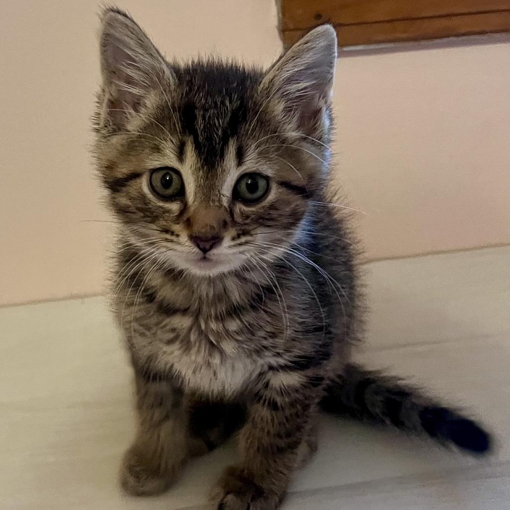 Enlarge Steamroller, a Adoptable Domestic Short Hair in Evanston, IL image 3/4