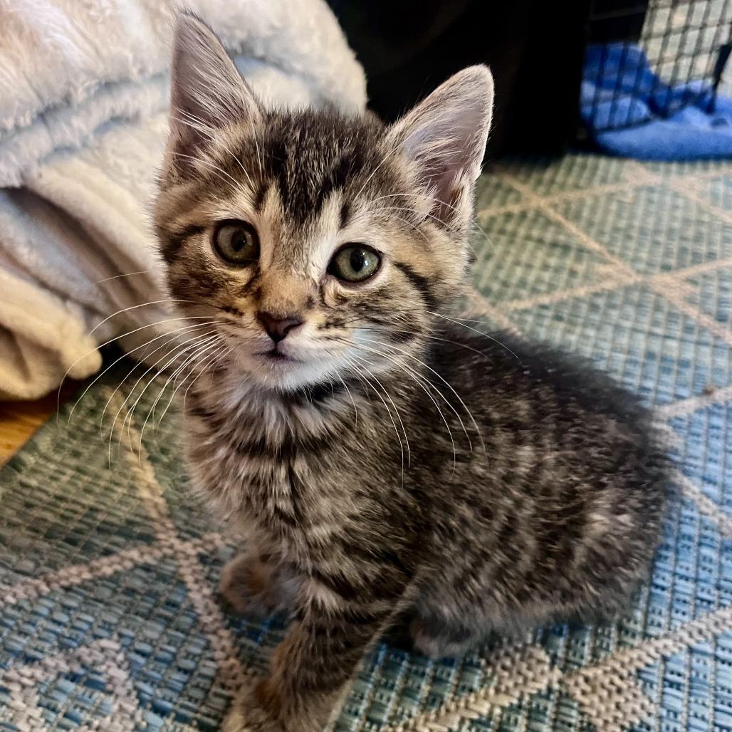 Enlarge Steamroller, a Adoptable Domestic Short Hair in Evanston, IL image 4/4