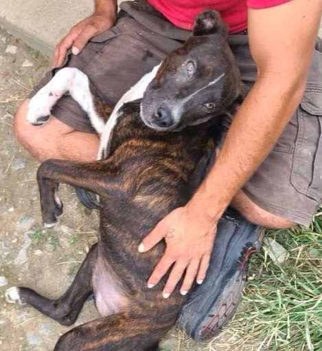 Ashley, an adopted Terrier in Blytheville, AR_image-1