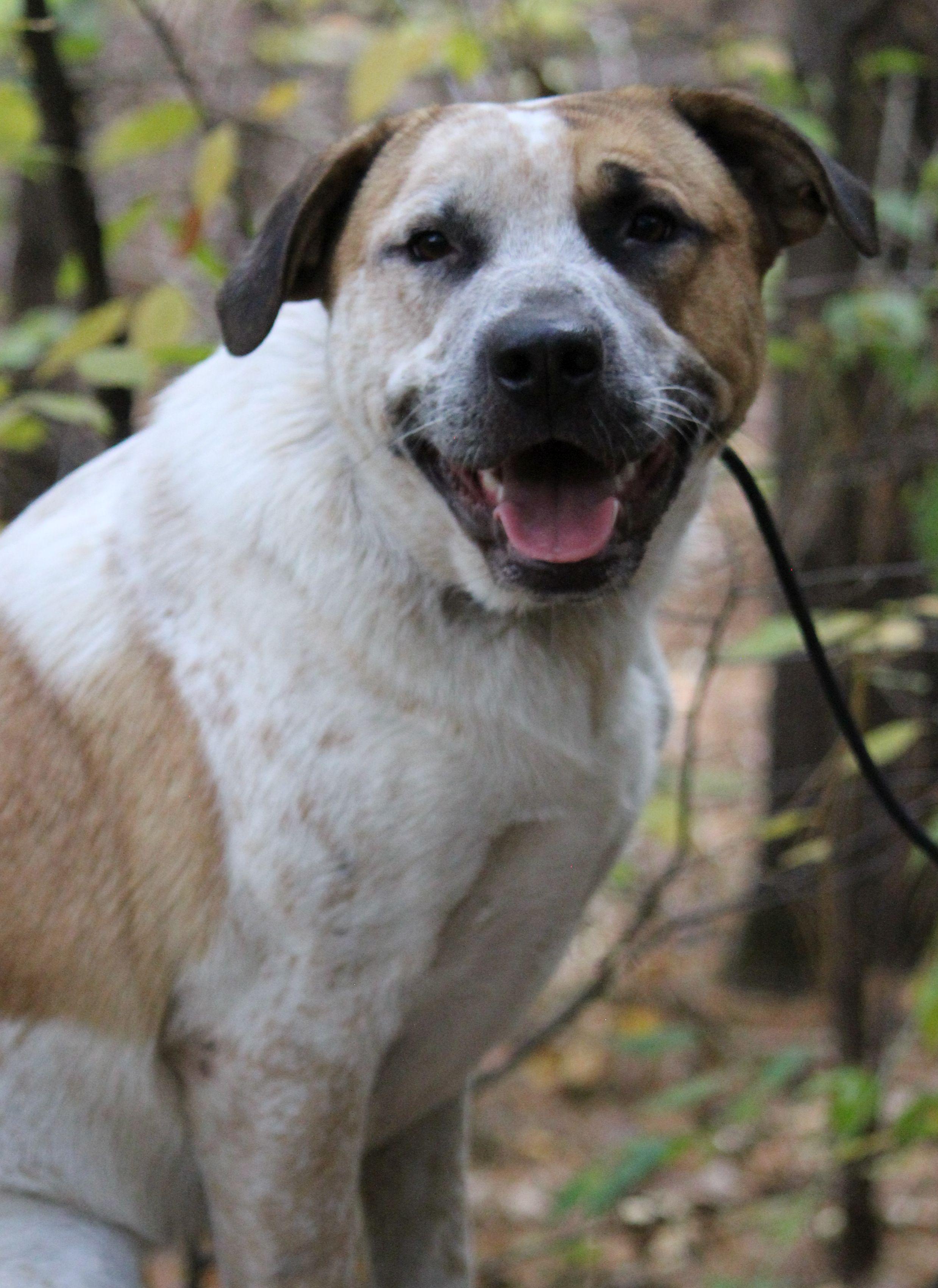 Joey, Adoptable, Adult Male Australian Cattle Dog / Blue Heeler.