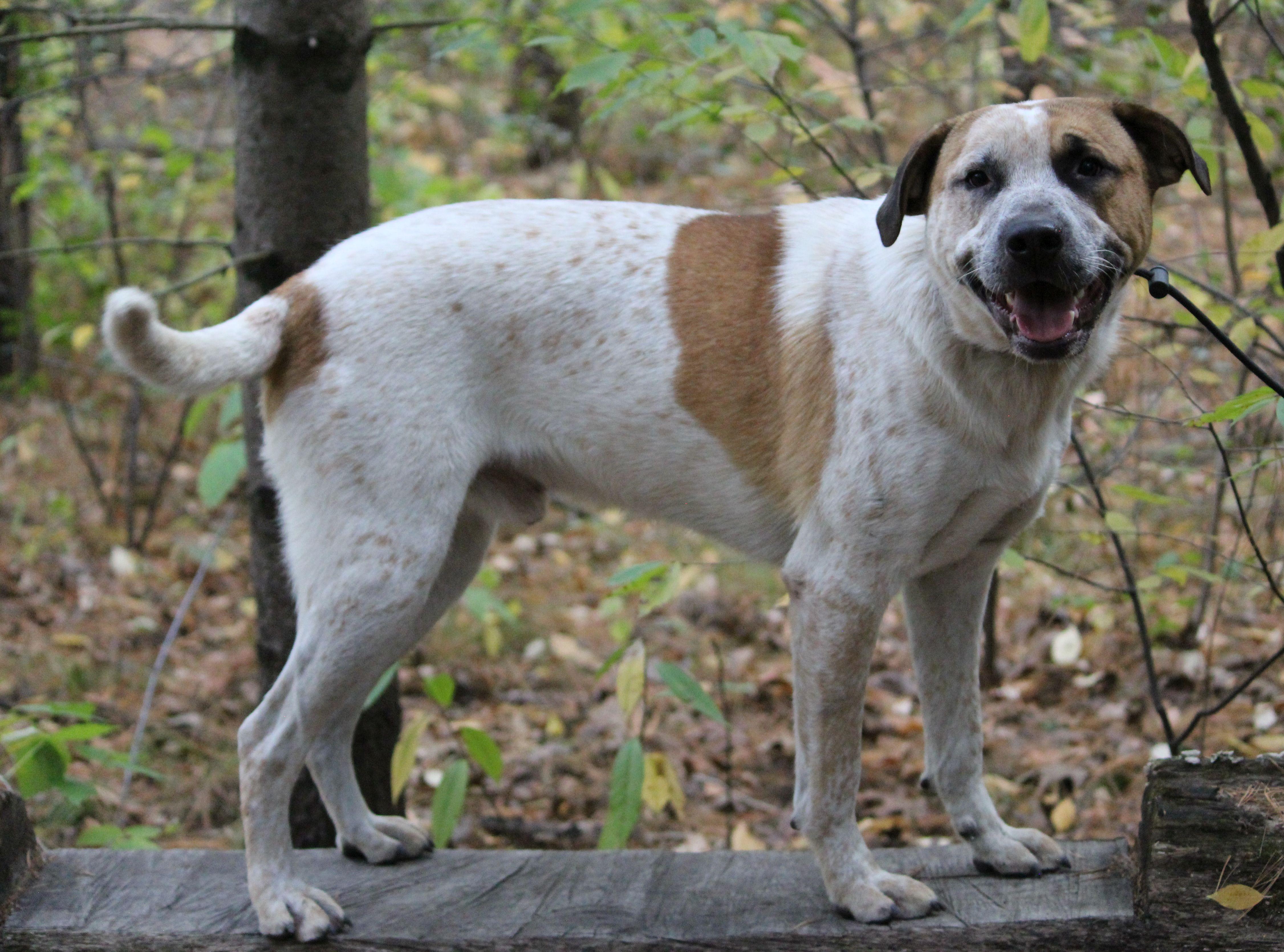 Joey, a Adoptable mixed breed in Portage, WI image 2/6