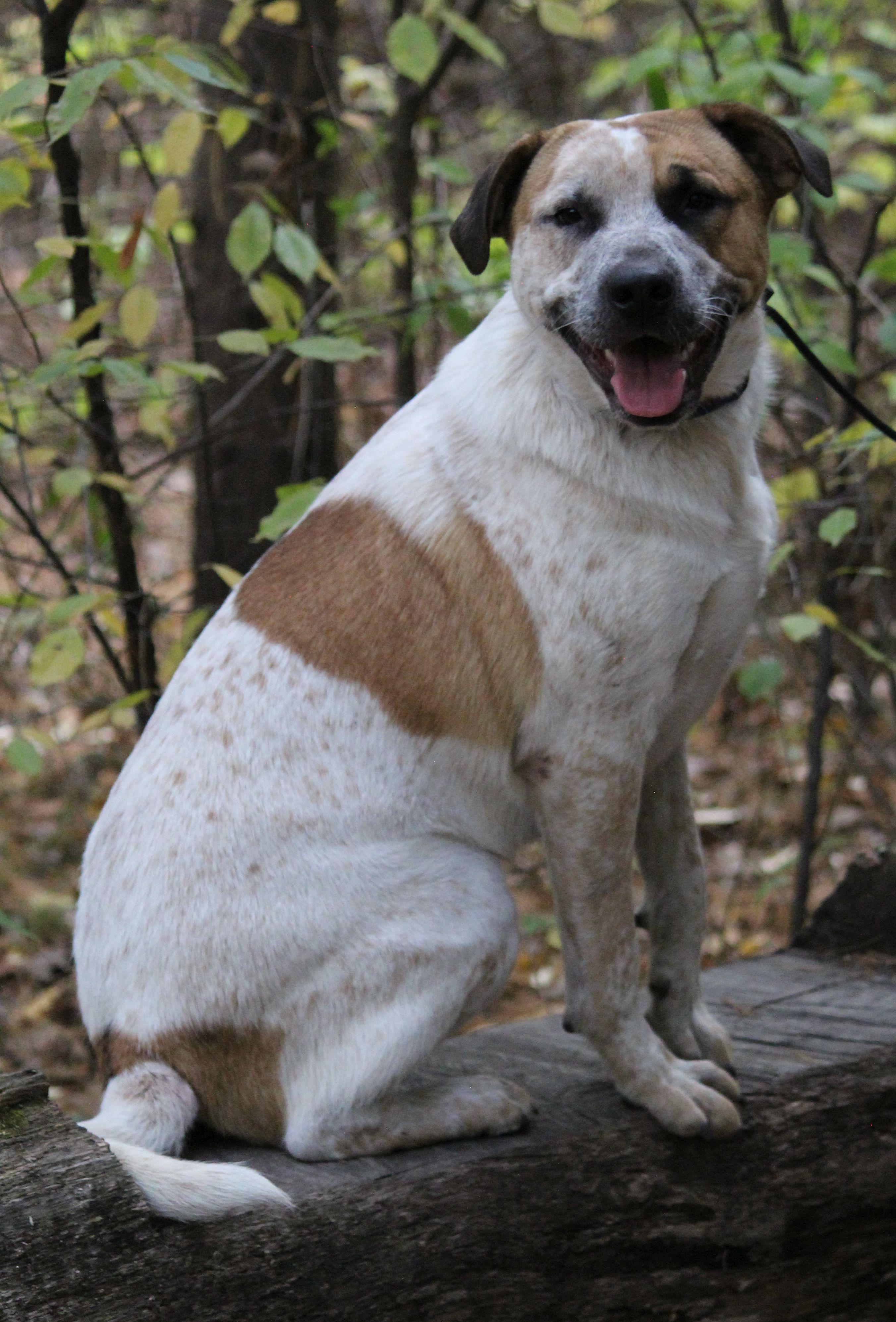 Joey, a Adoptable mixed breed in Portage, WI image 3/6