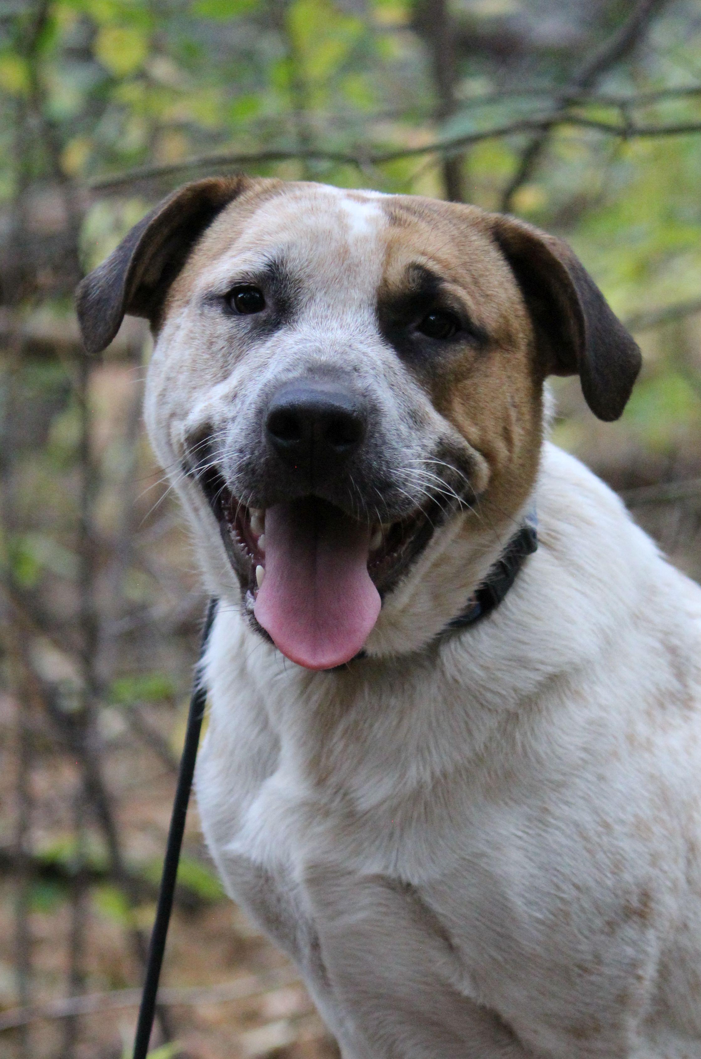 Joey, a Adoptable mixed breed in Portage, WI image 4/6