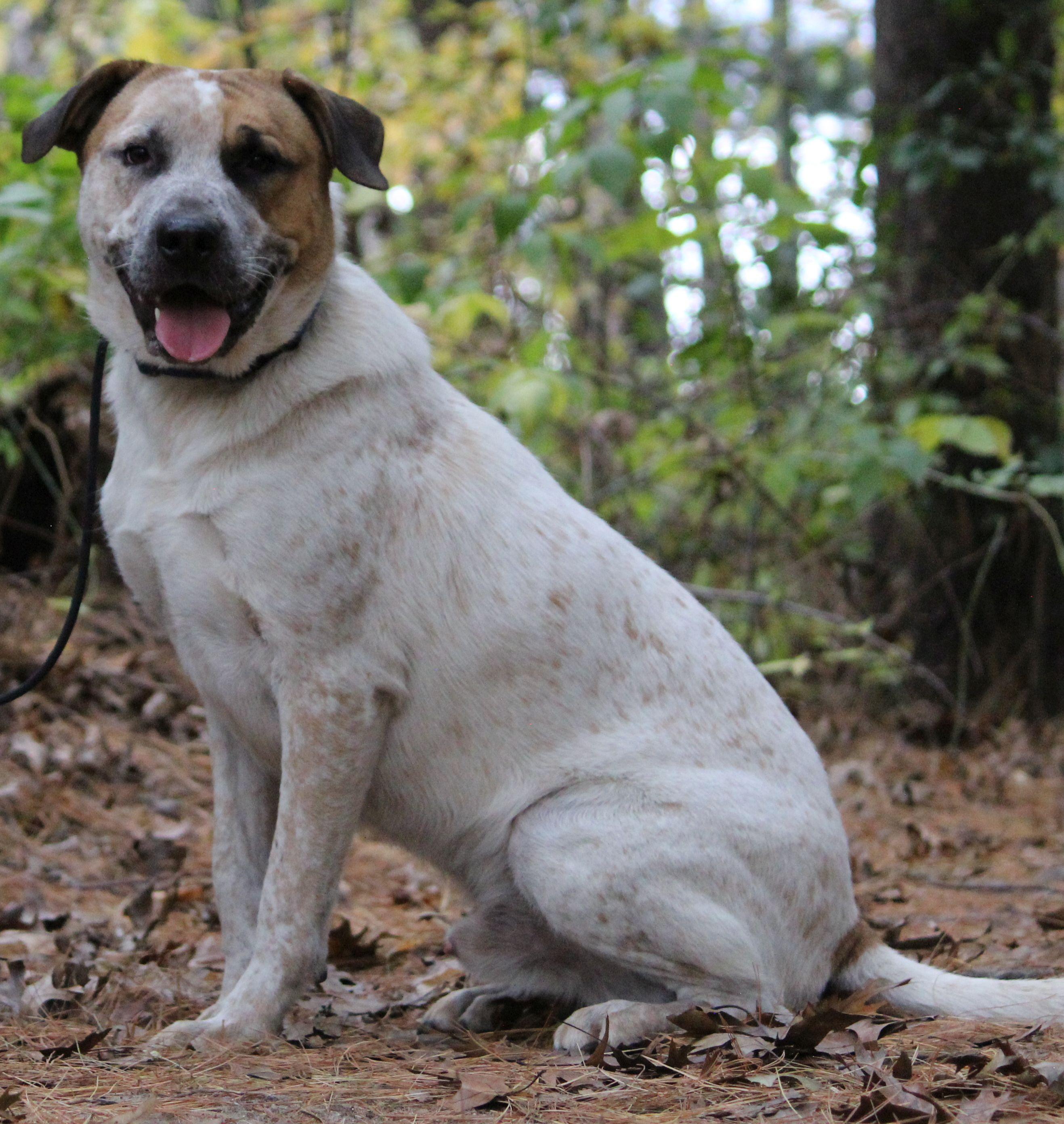 Joey, a Adoptable mixed breed in Portage, WI image 5/6