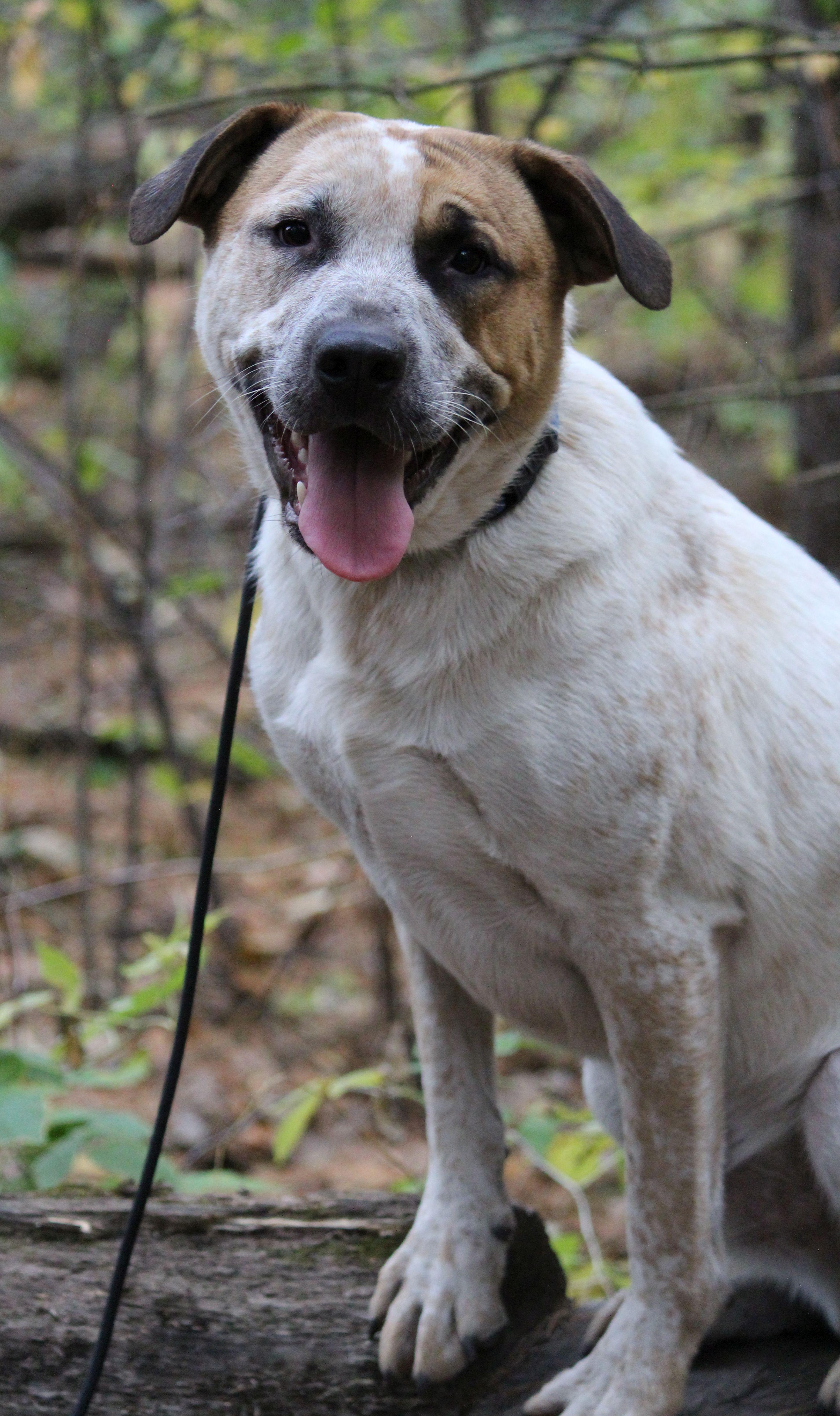 Joey, a Adoptable mixed breed in Portage, WI image 6/6