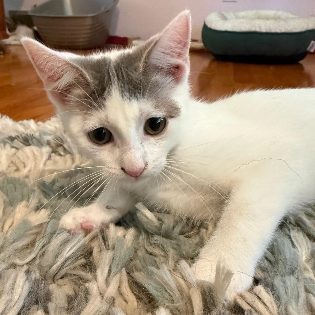 Enlarge Pebble, a Adoptable Domestic Short Hair in Middleton, WI image 2/5