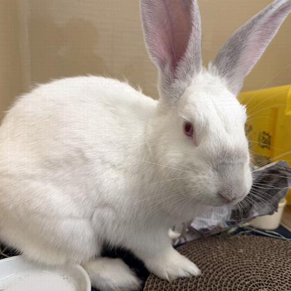 Enlarge Nick, a Adoptable American in Voorhees, NJ image 1/3