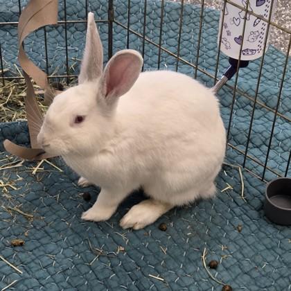 Enlarge Nick, a Adoptable American in Voorhees, NJ image 2/3