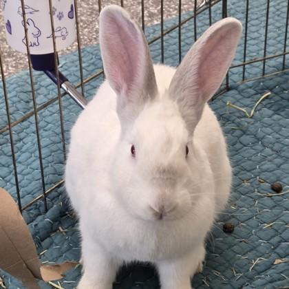 Enlarge Nick, a Adoptable American in Voorhees, NJ image 3/3