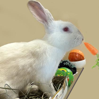 Enlarge Nick, a Adoptable American in Voorhees, NJ image 2/3