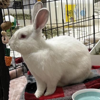 Enlarge Nick, a Adoptable American in Voorhees, NJ image 3/3