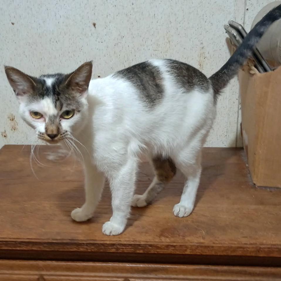 Enlarge Shyla, a Adoptable American Shorthair in mount vernon, AR image 1/1