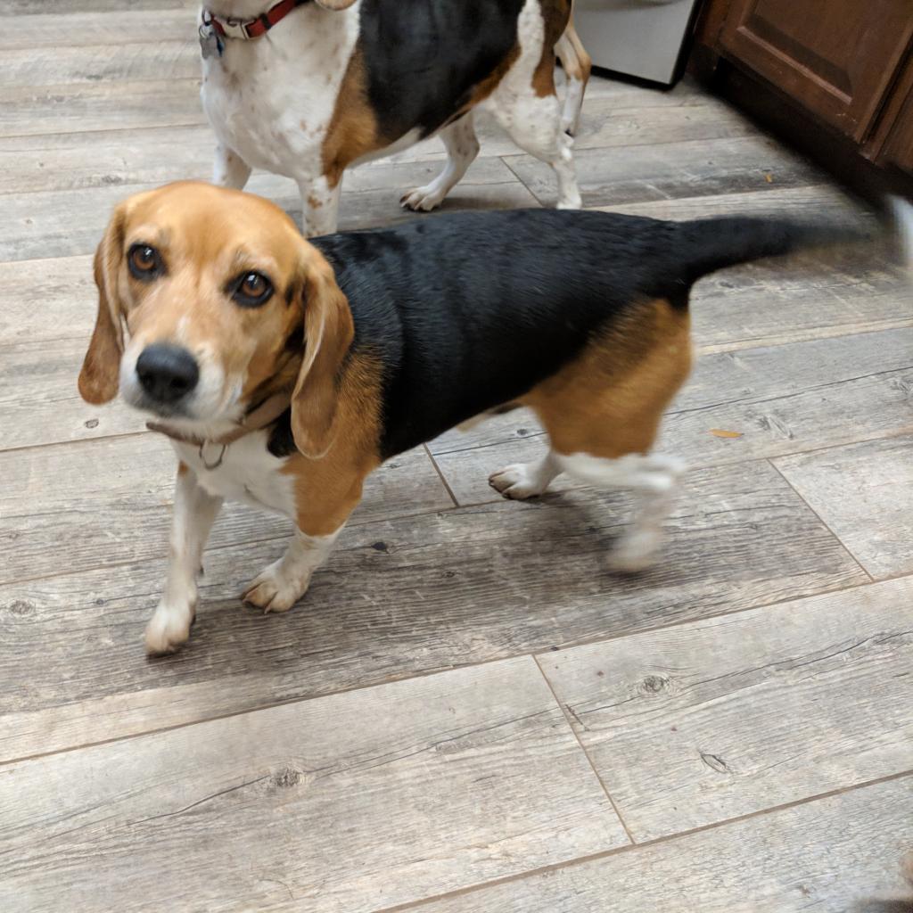 Enlarge Chipper, a Adoptable Beagle in Austin, TX image 1/3