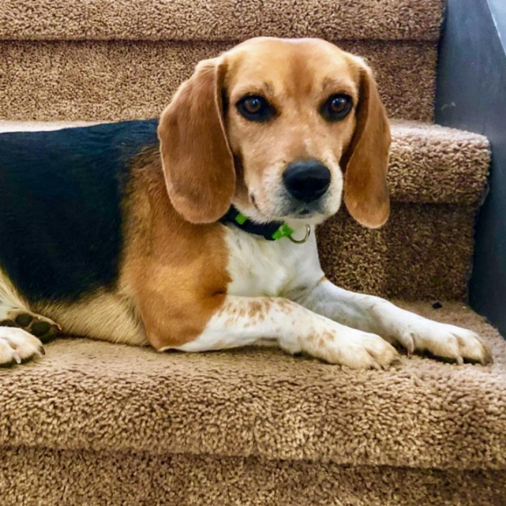 Enlarge Chipper, a Adoptable Beagle in Austin, TX image 2/3