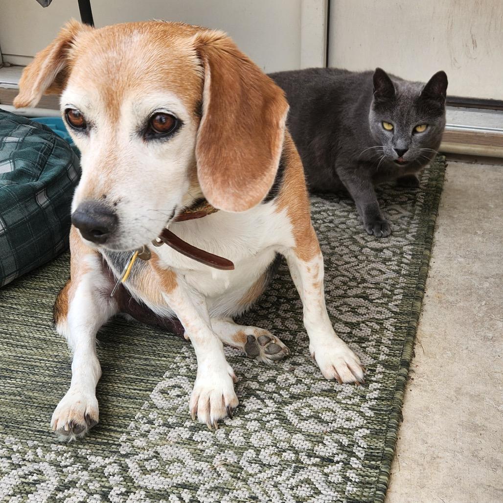 Enlarge Chipper, a Adoptable Beagle in Austin, TX image 3/3