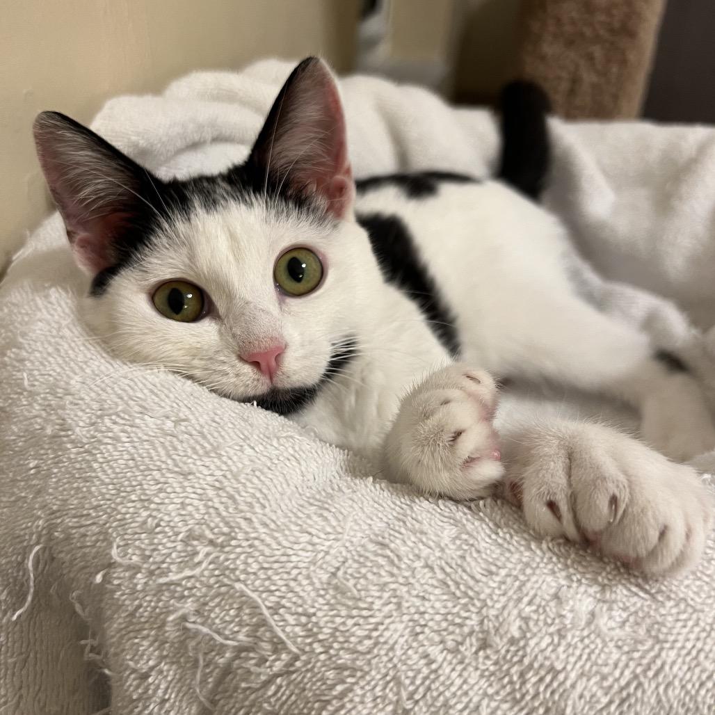 Lulu, Adoptable, Young Female Domestic Short Hair.