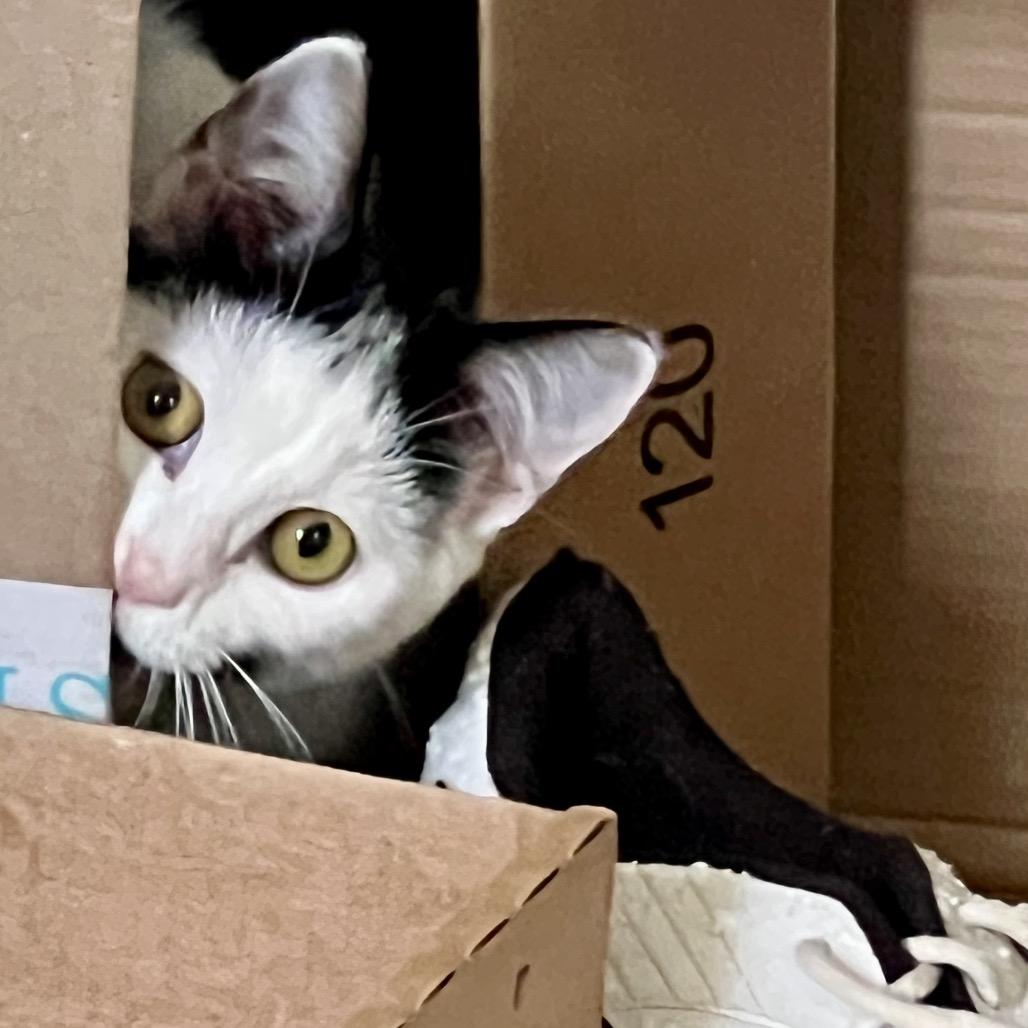 Enlarge Lulu, a Adoptable Domestic Short Hair in Naples, FL image 2/5