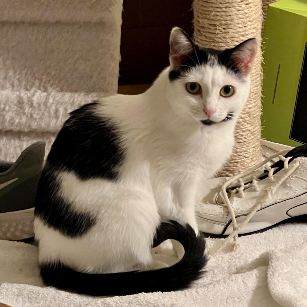 Enlarge Lulu, a Adoptable Domestic Short Hair in Naples, FL image 3/5