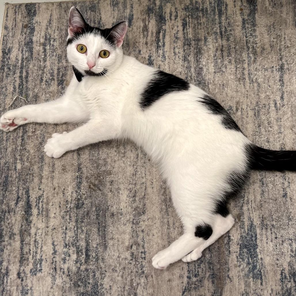 Enlarge Lulu, a Adoptable Domestic Short Hair in Naples, FL image 4/5