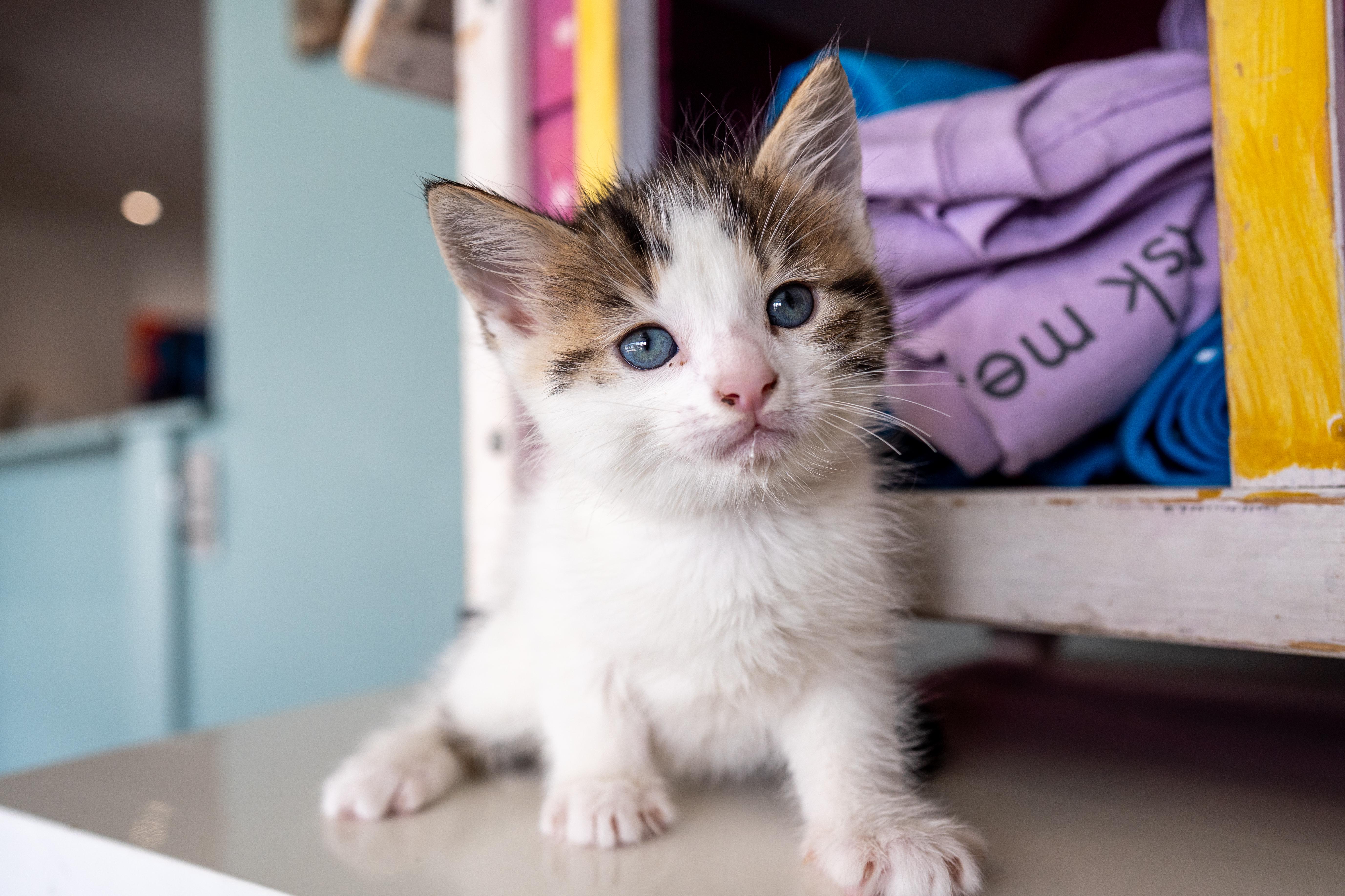 Moose, adopted, Kitten Male Domestic Short Hair.