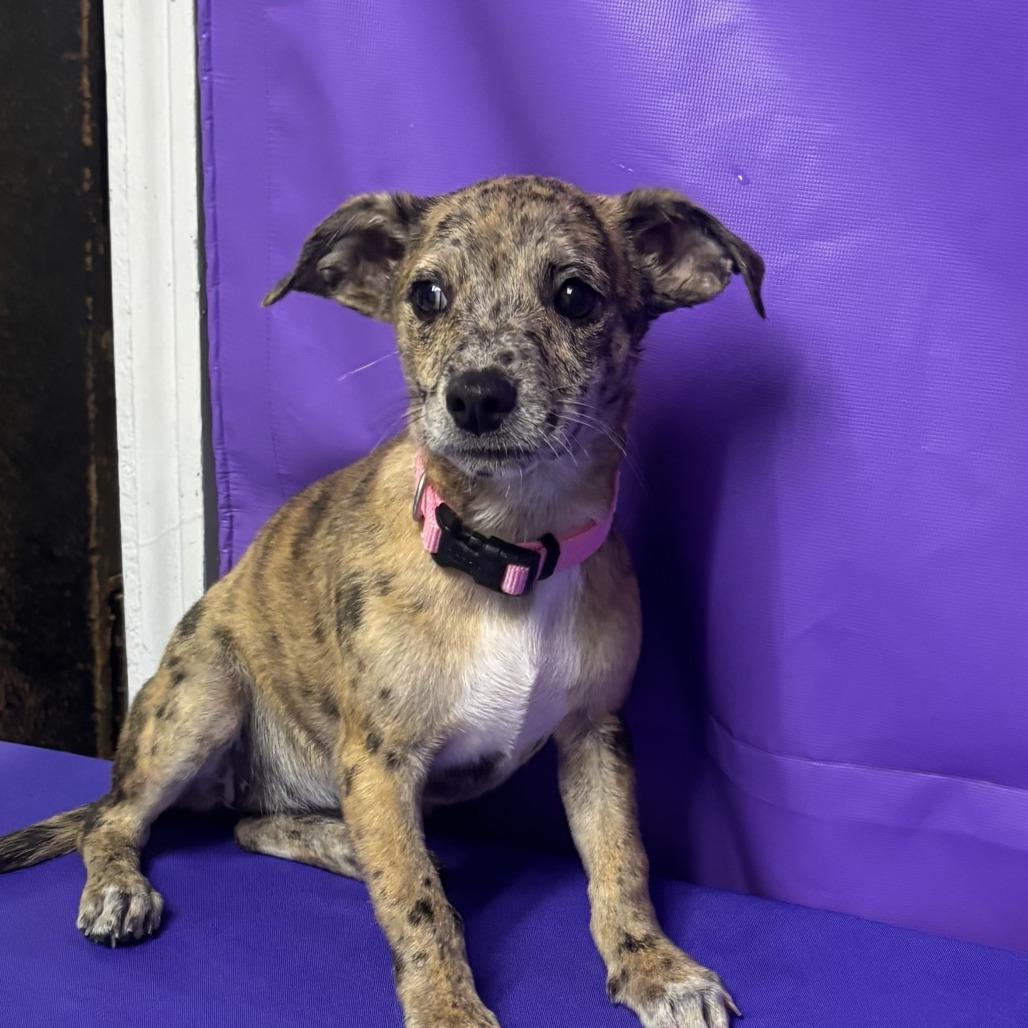 Enlarge Tangerine, a Adoptable mixed breed in North Myrtle Beach, SC image 1/1
