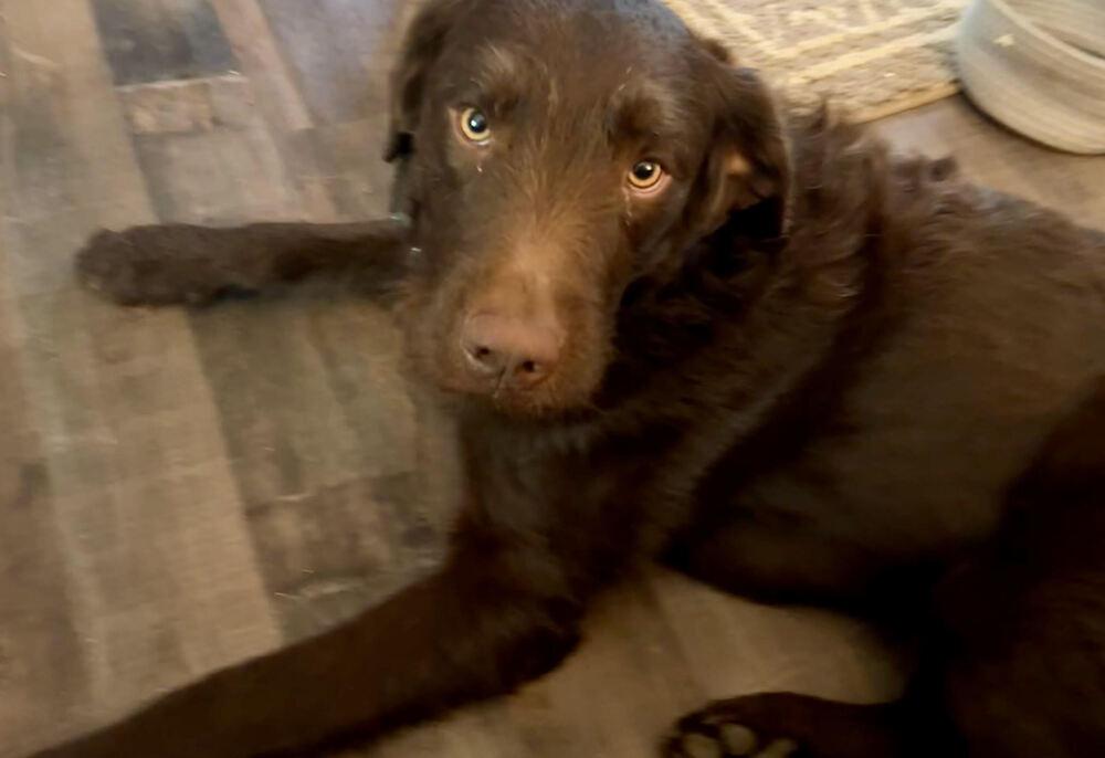 Louie, Adoptable, Adult Male Labrador Retriever.