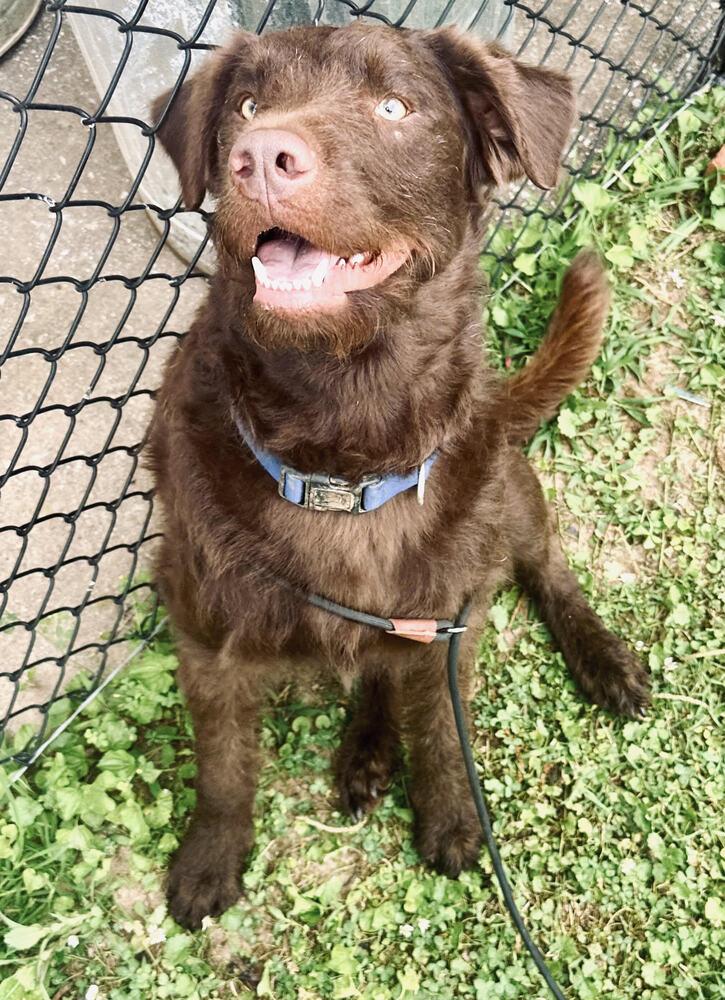Louie, a Adoptable Labrador Retriever in Chattanooga, TN image 2/3