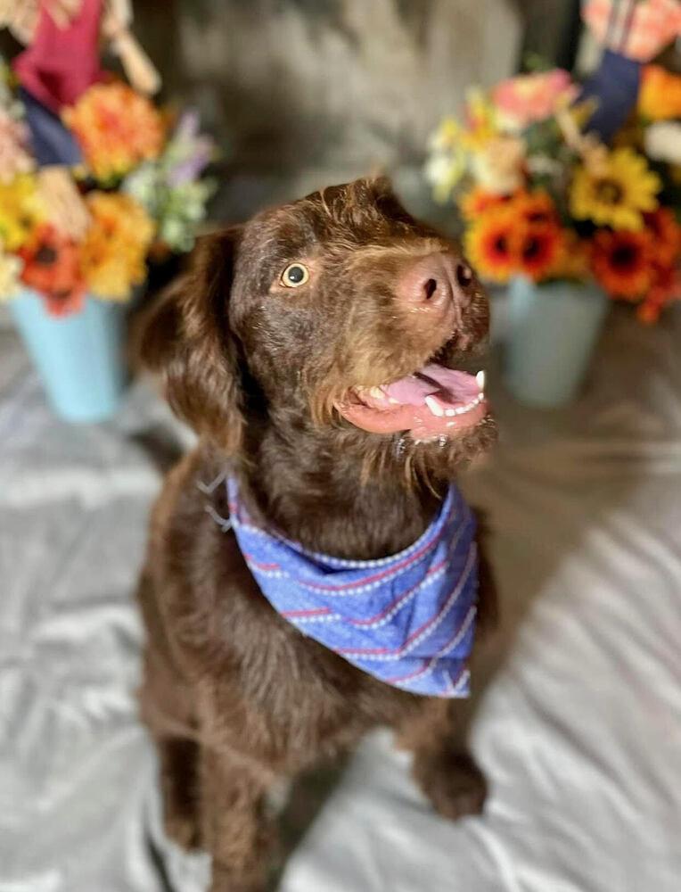 Louie, a Adoptable Labrador Retriever in Chattanooga, TN image 3/3