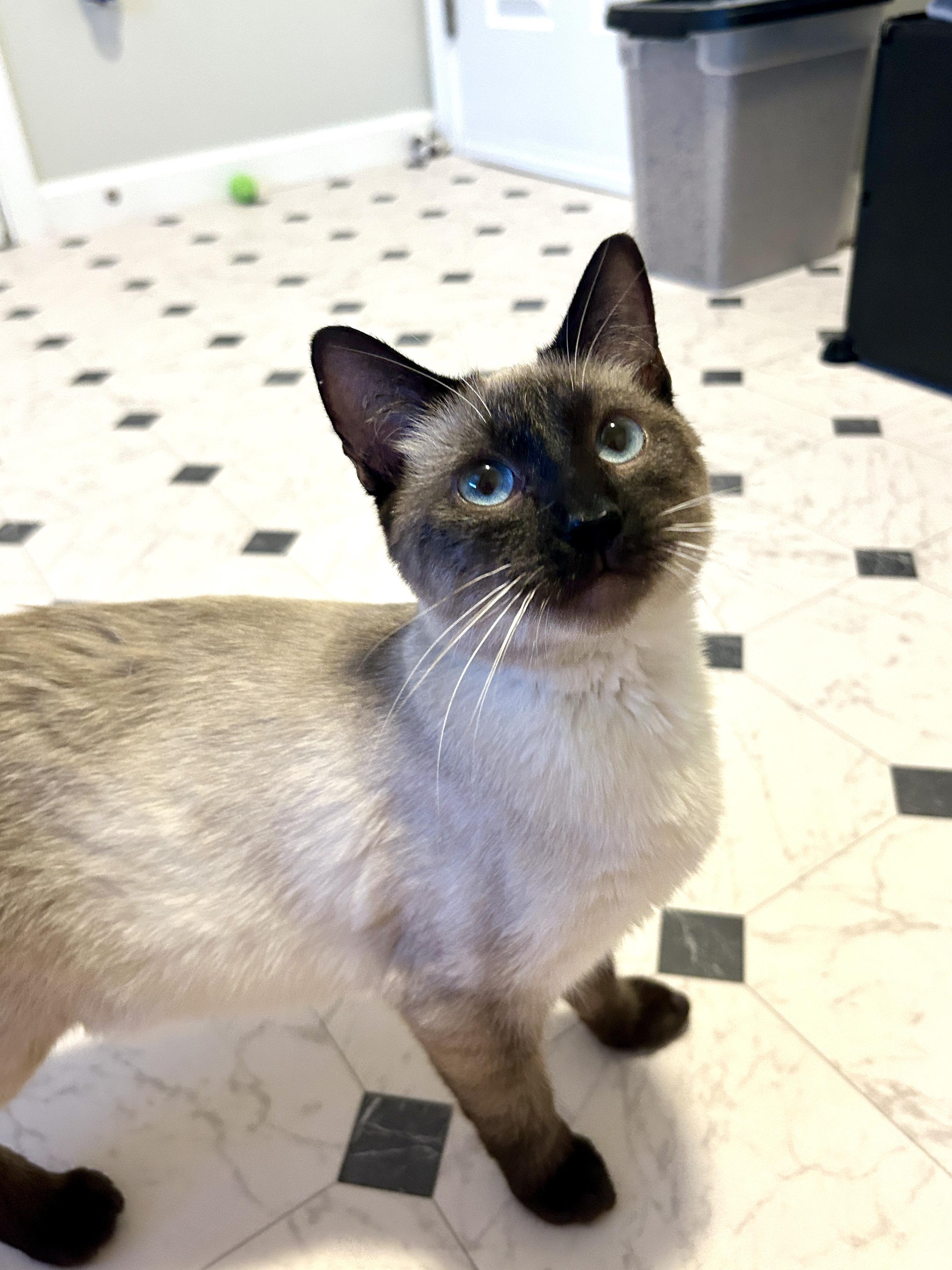 Enlarge Aveline, an adopted Siamese in Lancaster, PA image 2/4